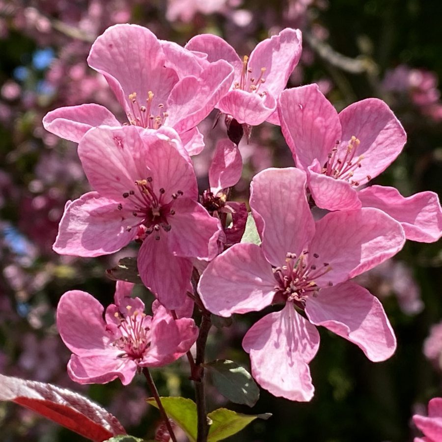 Prunus bloesem